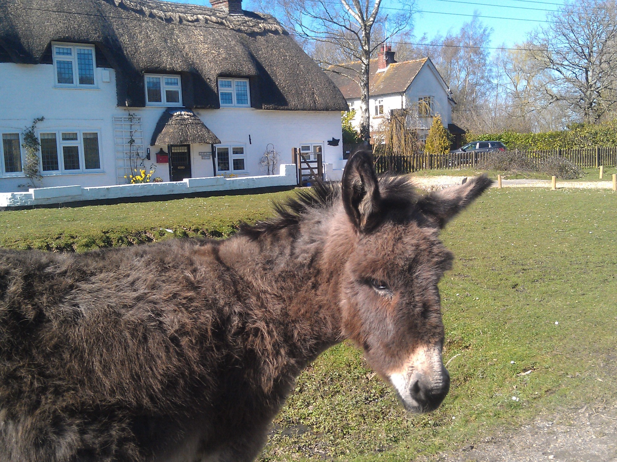 Thatched cottage with white walls in the background, In the foreground a donkey standing on grass is turning towards the camera. Blue sky and a sunny day.