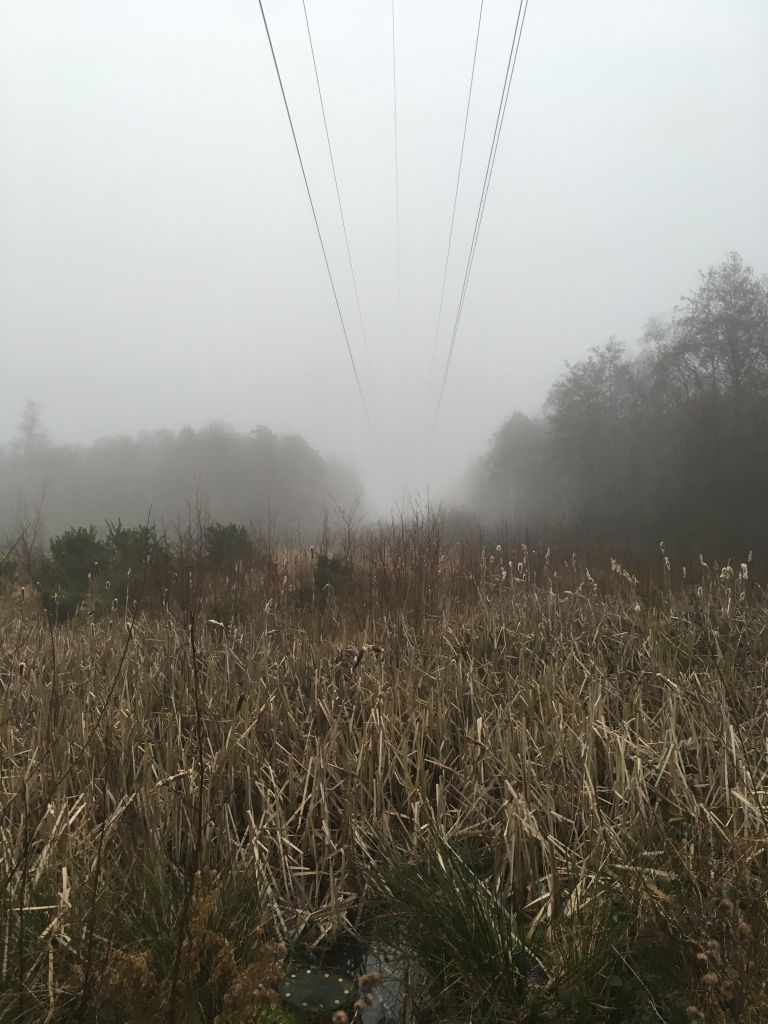 A photo of a wetland nature reserve.  Overhead power lines stretch into a sky white with fog.