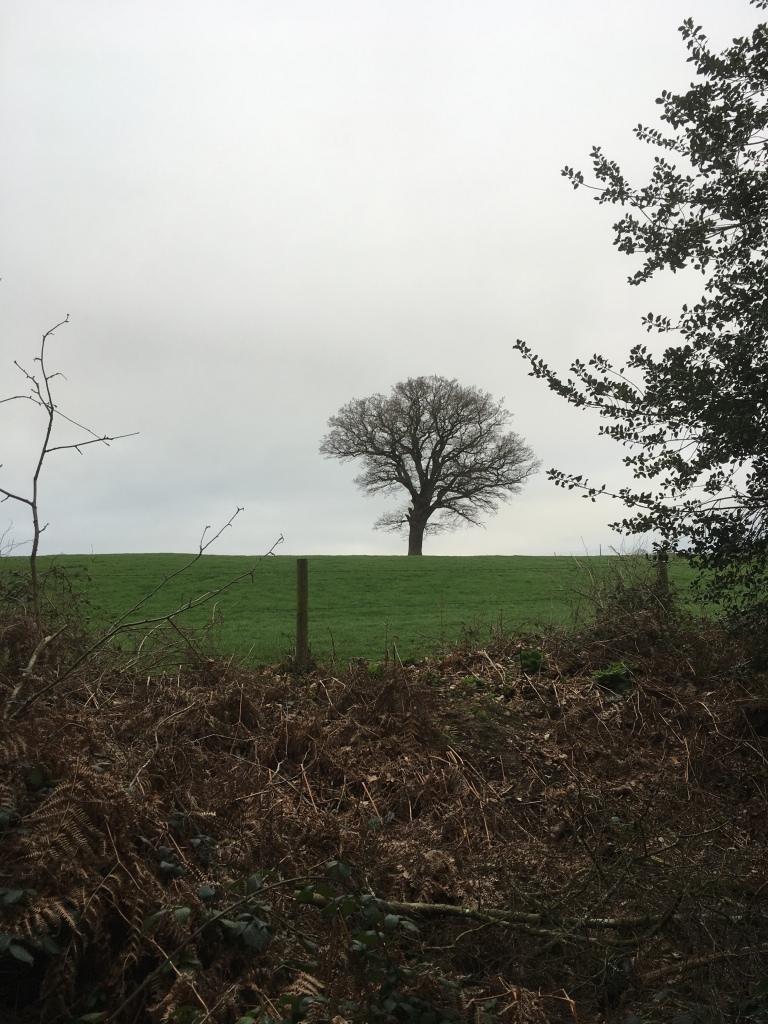 A photo of a bare tree in a green meadow against light cloud.