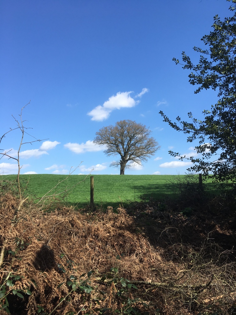 A photo of a bare tree in a green meadow against a blue sky dotted with fluffy white clouds.