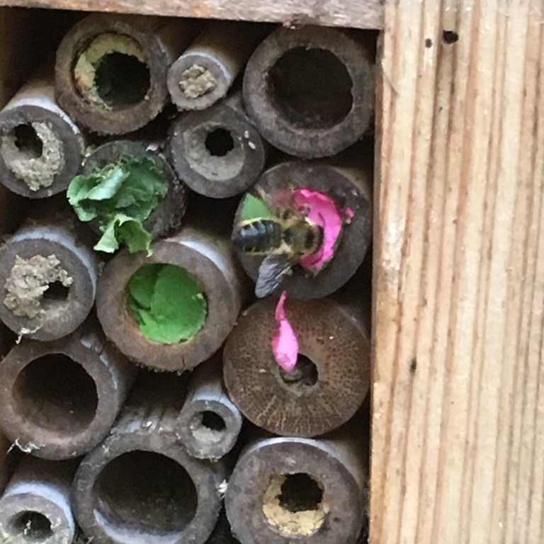 A photo is of a bee filling hollow bamboo with petals and leaves