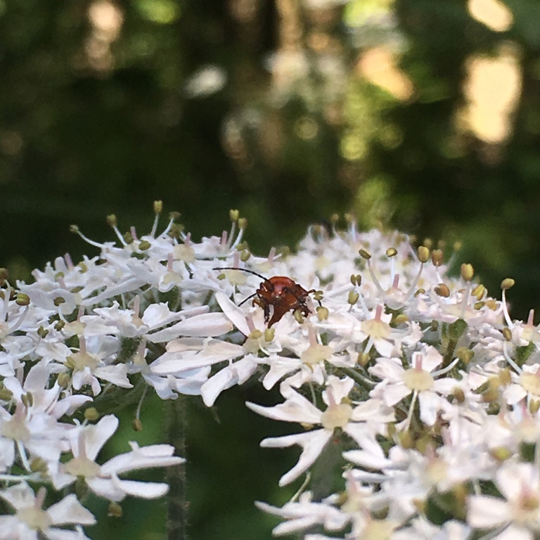 A photo of a small red insect in the middle of a cluster of small white flowers against a woodland background 