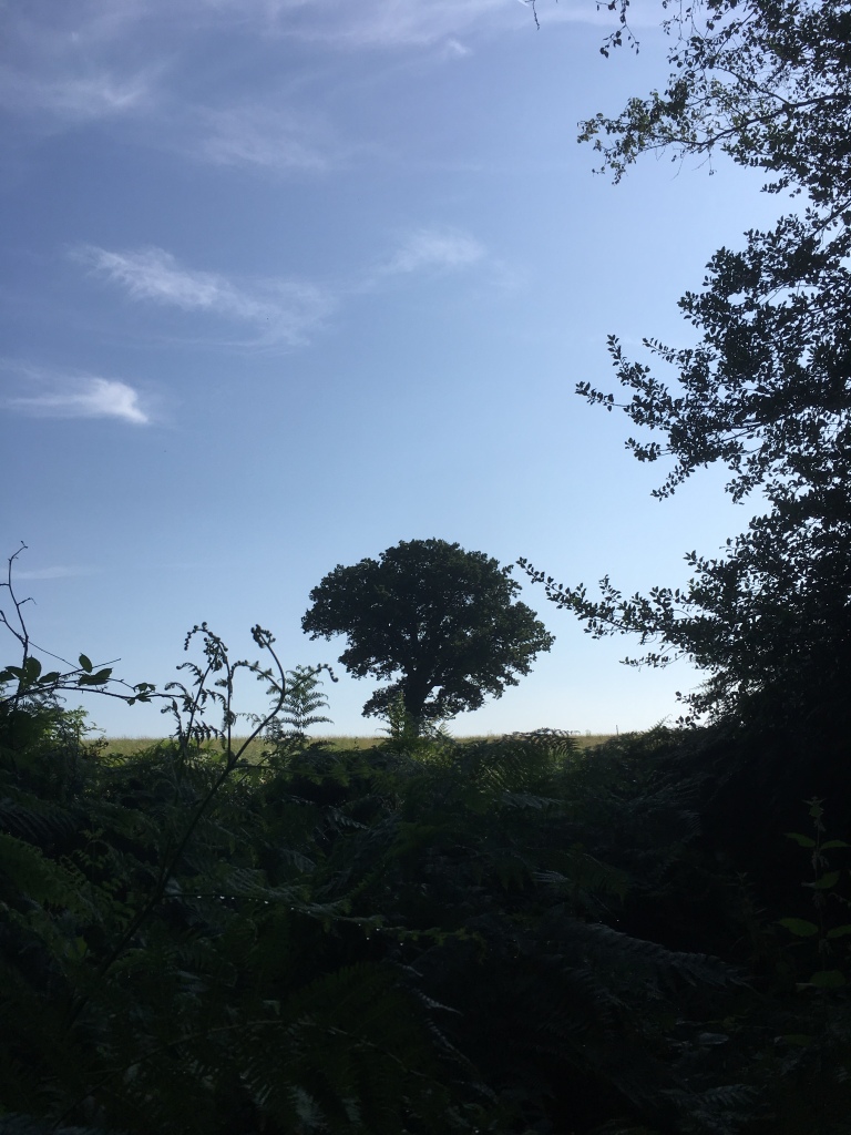 A photo of a leafy oak tree on a ridge in a green meadow against a blue sky