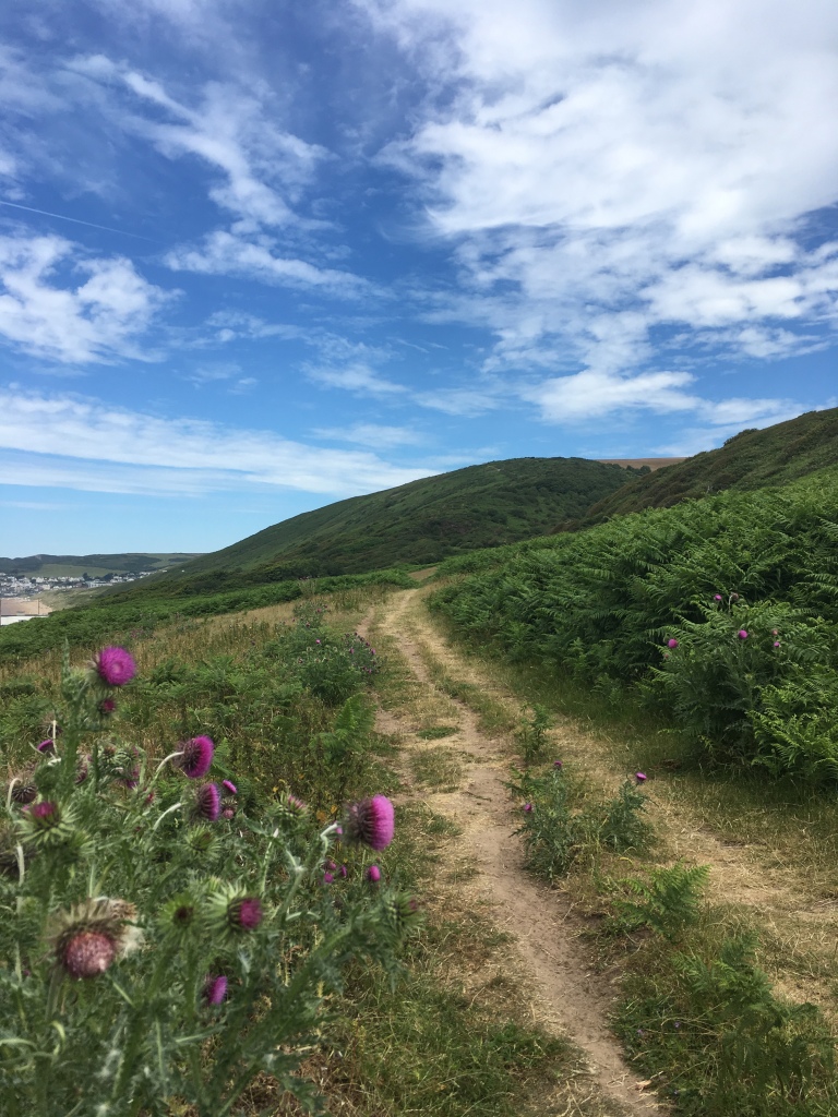 A photo of a sandy trail cutting across rolling green fields near the coast.  Purple flowering thistles in the foreground and a blue sky with streaks of white clouds overhead