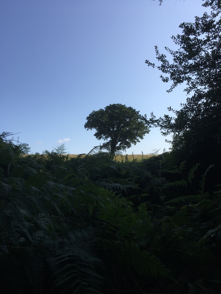 A photo of a leafy oak tree on a ridge in a golden meadow under a clear azure sky