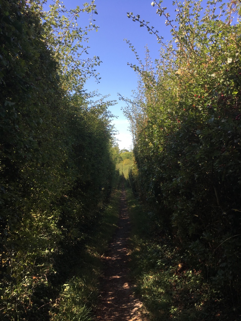 A photo of a shaded path through tall hedgerows with a bright blue sky overhead