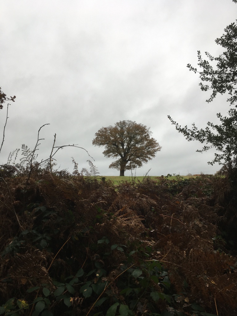 A photo of an oak tree on a ridge in a green meadow against a dull grey sky