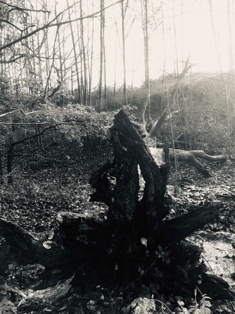 A photo of a fallen tree lying across a brook in a wood