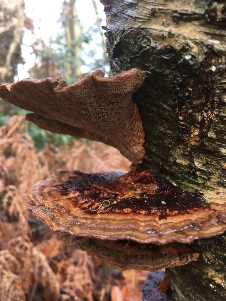 Scalloped brown mushrooms growing on a tree trunk