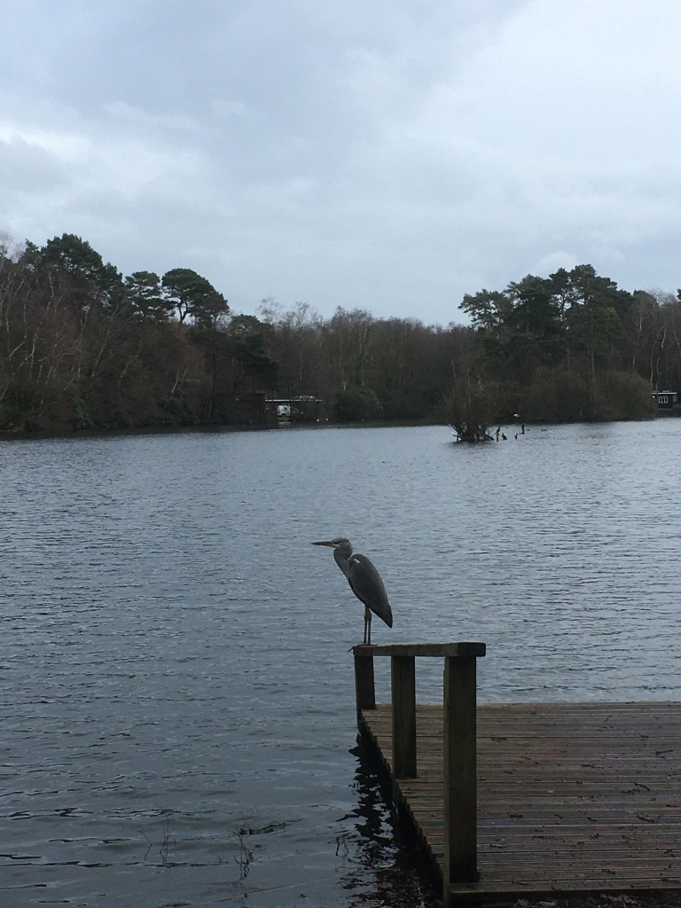 A photo of a grey heron perched on a deck extending into a lake against a grey sky.