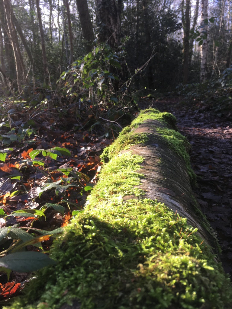 A photo of a moss covered tree log in a sunny woodland glade