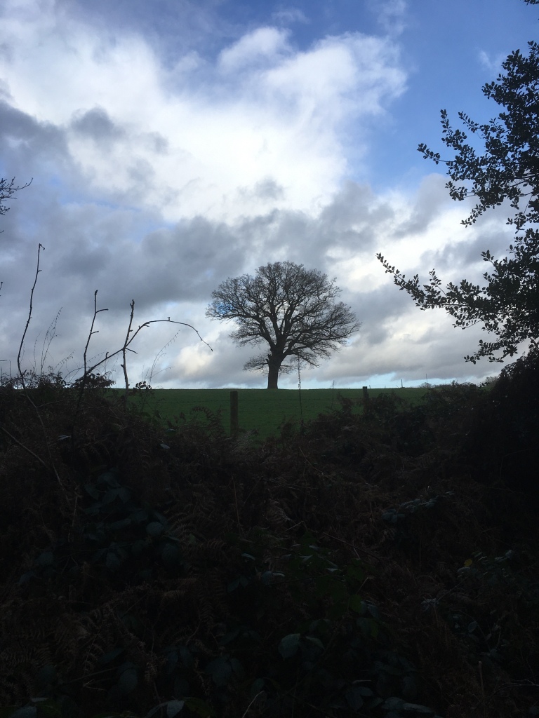 A bare oak tree on a ridge in a green meadow against patches of blue sky and thick grey cloud