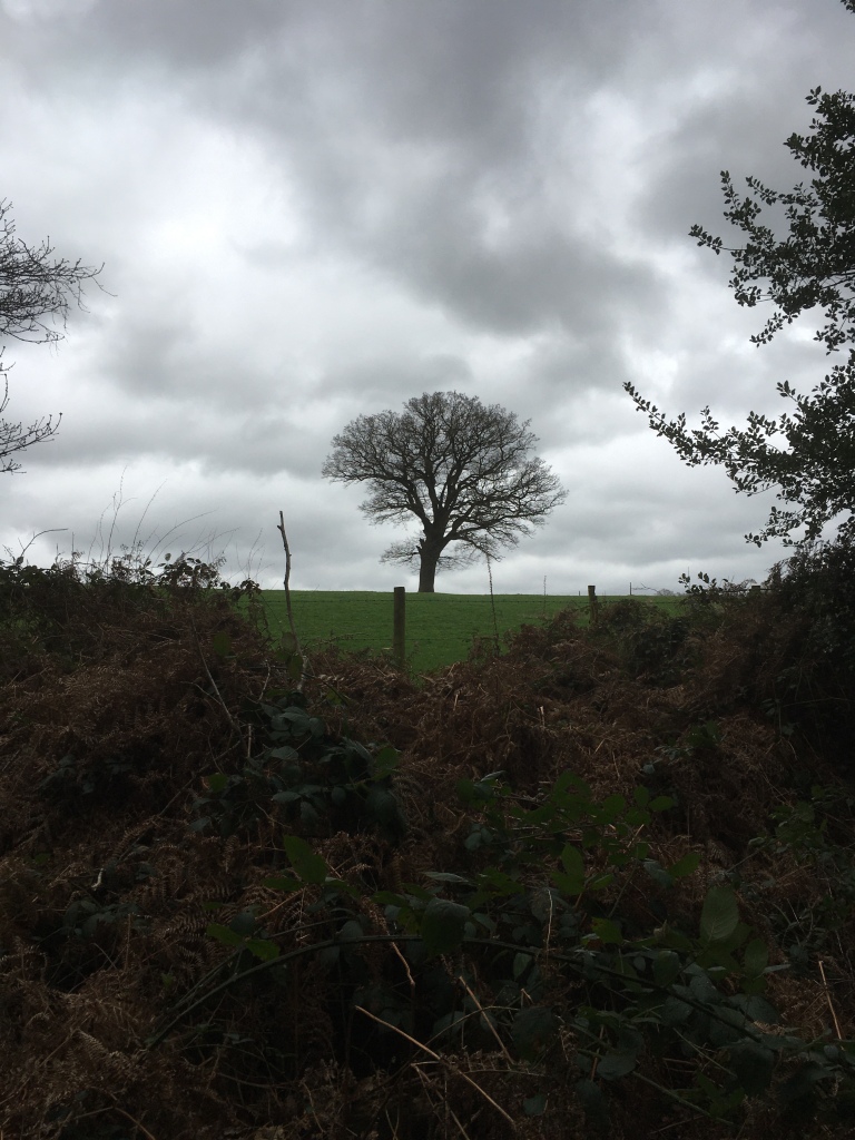 A photo of a bare oak tree on a ridge in a green meadow against a heavily clouded sky.