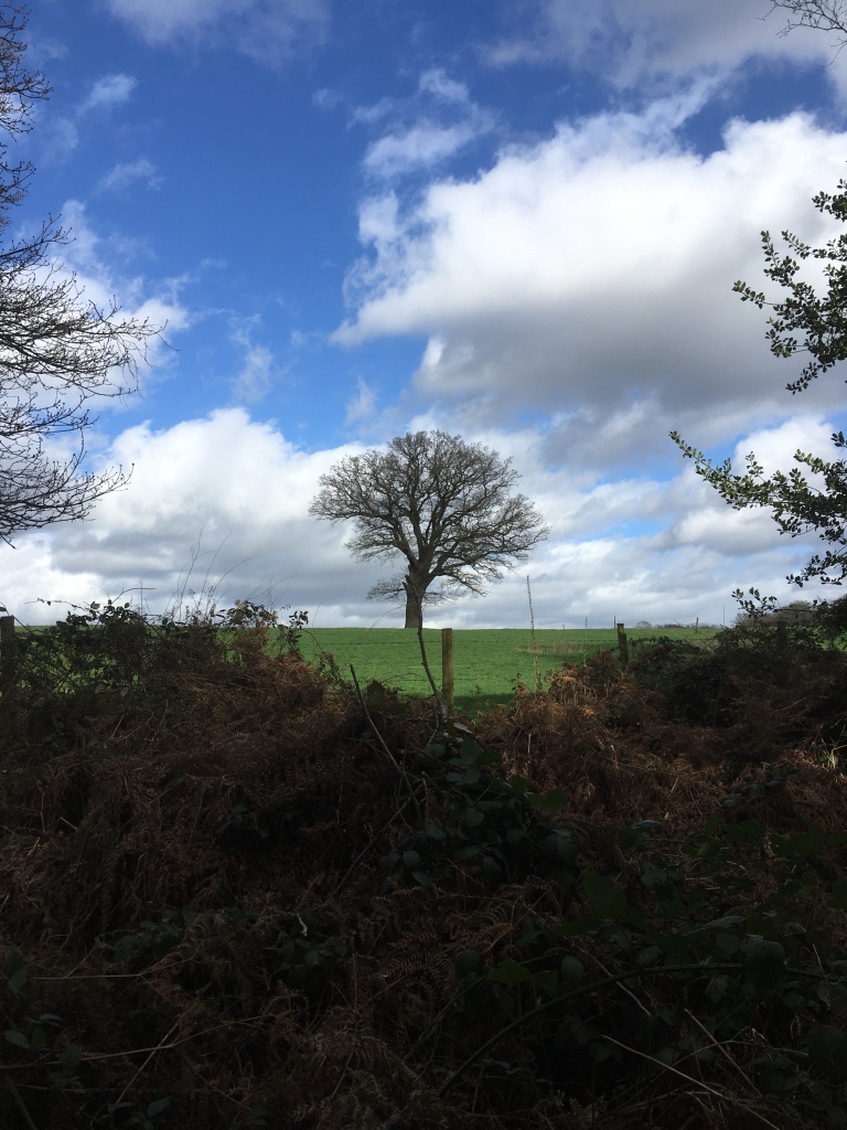 A photo of an oak tree on a ridge in a green meadow against a blue sky covered in fluffy white clouds