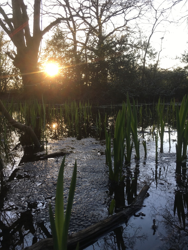 A photo of iris plants and frog spawn in a pond against a setting sun