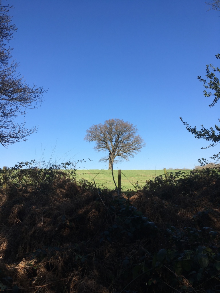A photo of an oak tree on a ridge in a green meadow under a clear blue sky