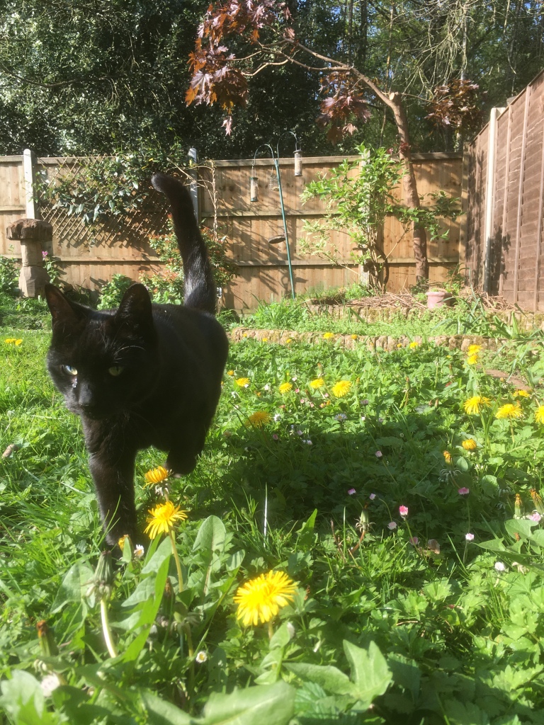 A photo of a black cat walking through a garden lawn that is covered in dandelions 