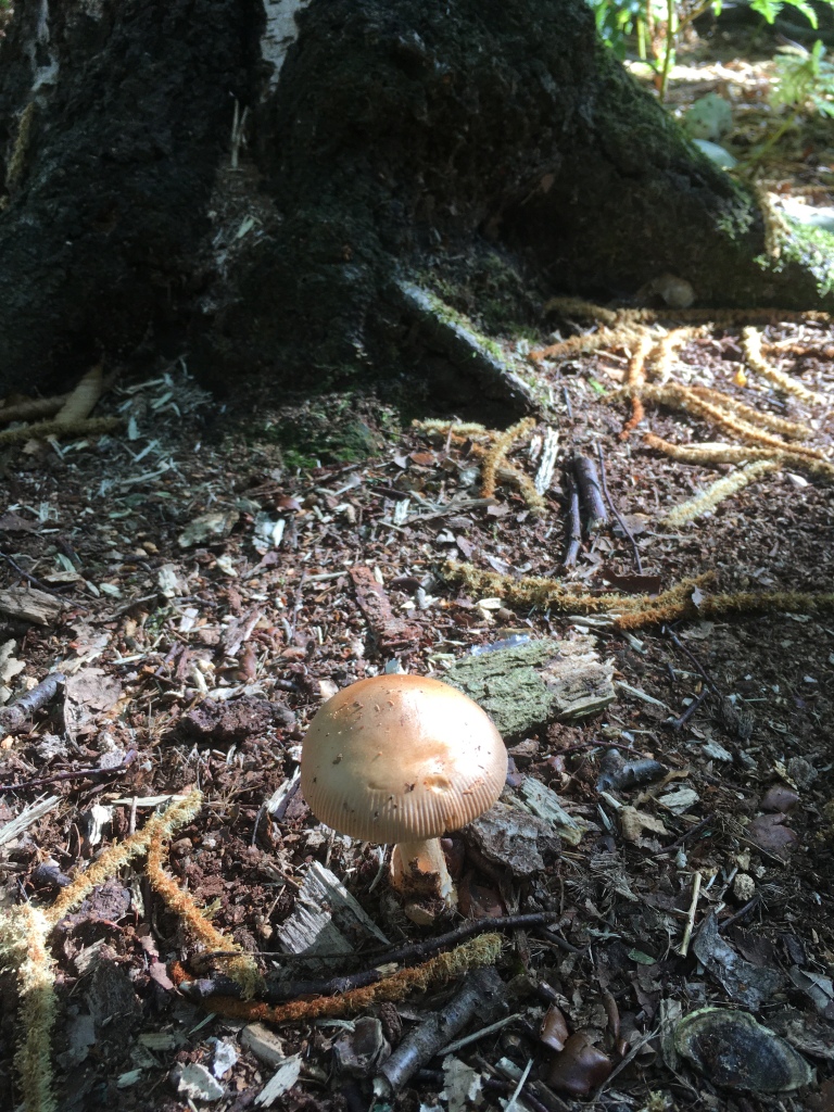 A pale white mushroom lit by sunshine on a woodland floor