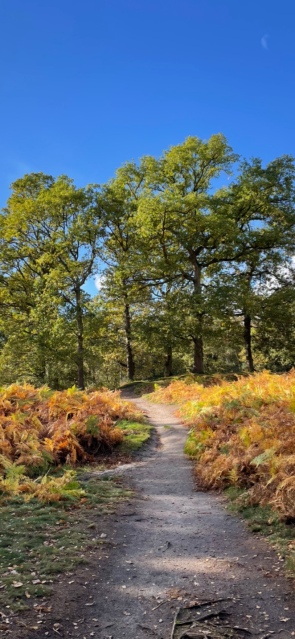 A path through browning bracken towards a copse of trees on a small burial mound. The sky above is a bright clear blue.